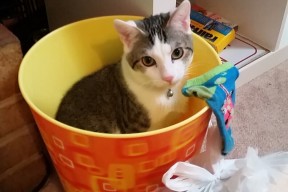 爱游戏体育官网-体育用品智能追溯系统建设与监管机制研究，体育用品管理系统