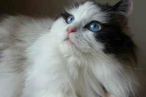 爱游戏官方网站-体育专业实践教学基地运营机制与评估研究，体育运动基地运营方案